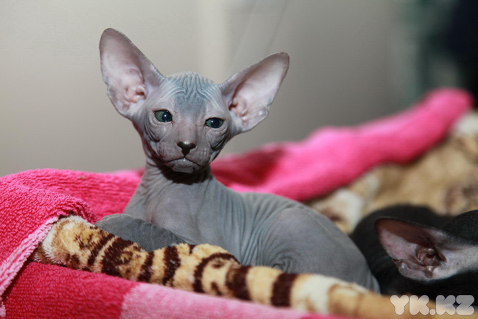 Кошкин апрель (+фото)