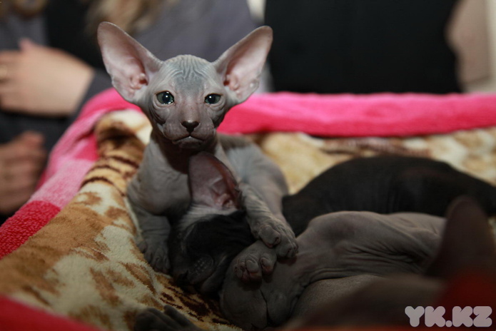 Кошкин апрель (+фото)