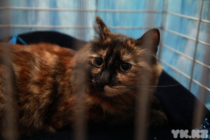 Кошкин апрель (+фото)