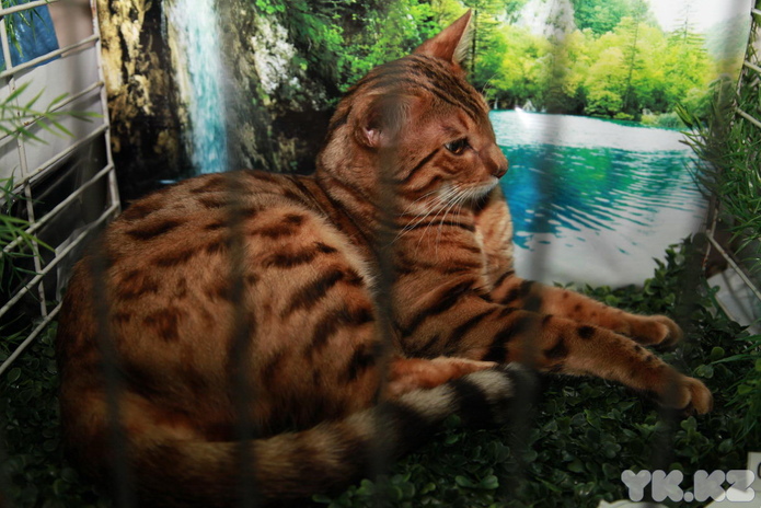 Кошкин апрель (+фото)