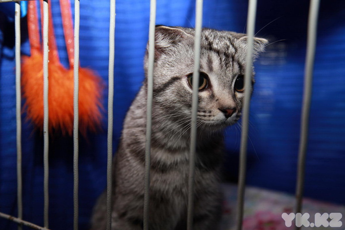 Кошкин апрель (+фото)