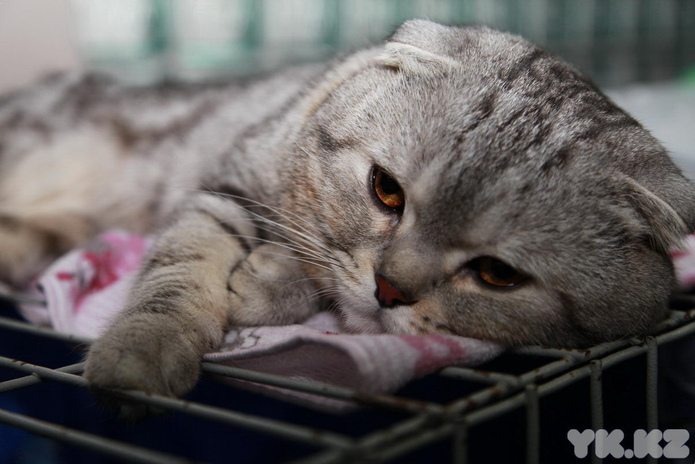 Кошкин апрель (+фото)