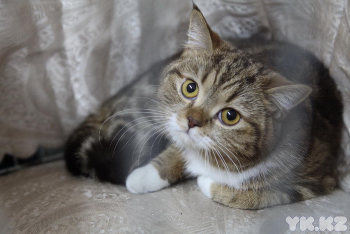 Кошкин апрель (+фото)