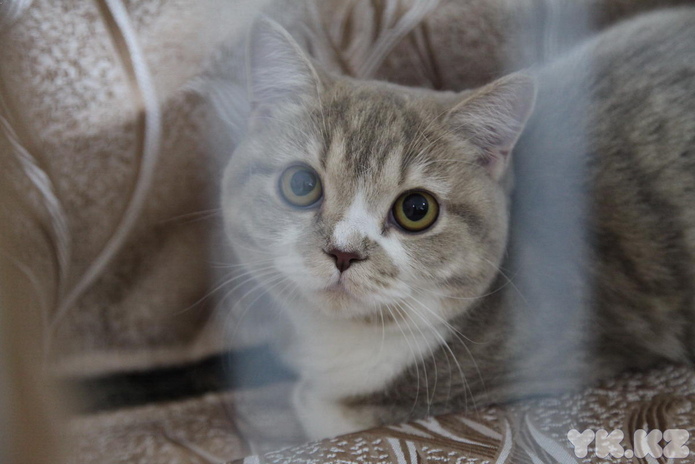 Кошкин апрель (+фото)