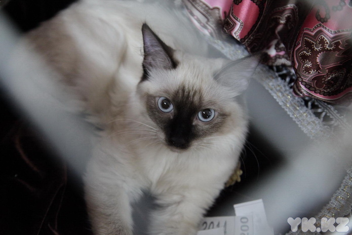 Кошкин апрель (+фото)