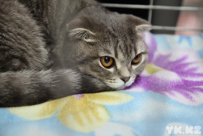 Кошкин апрель (+фото)