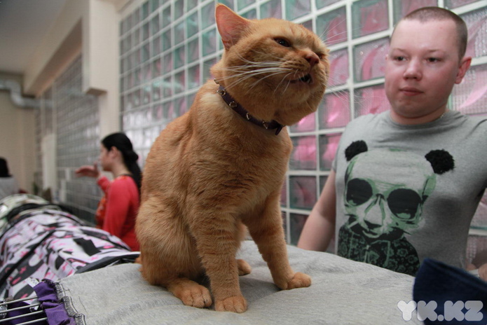 Кошкин апрель (+фото)