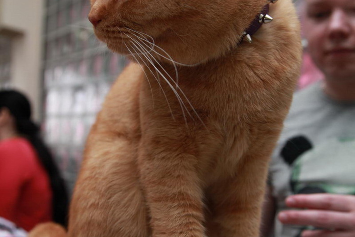 Кошкин апрель (+фото)