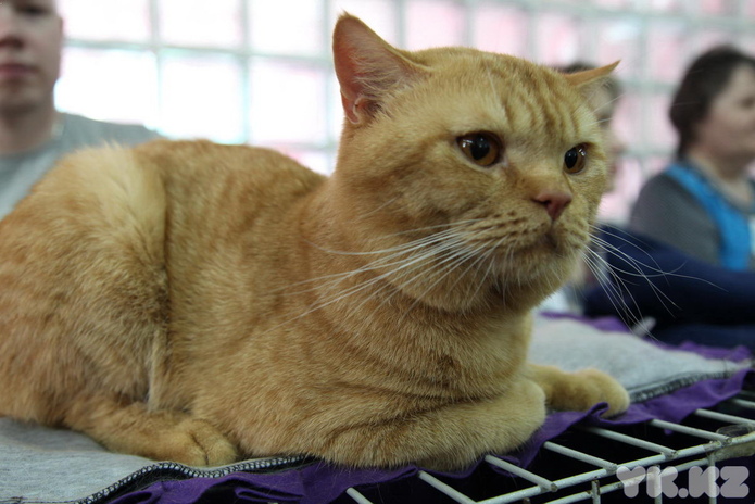 Кошкин апрель (+фото)