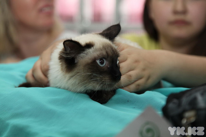 Кошкин апрель (+фото)