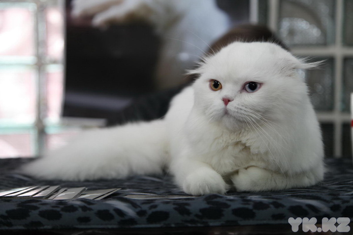 Кошкин апрель (+фото)