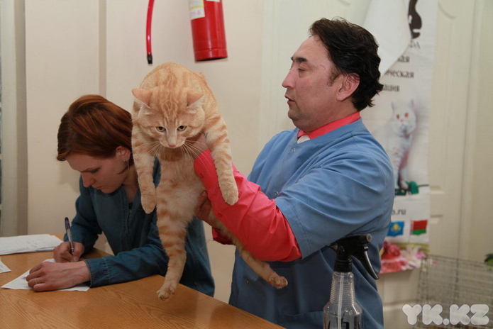 Кошкин апрель (+фото)