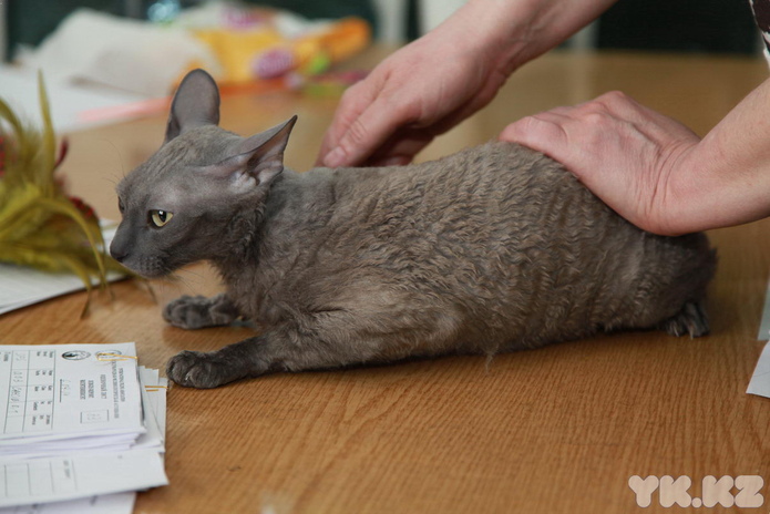 Кошкин апрель (+фото)