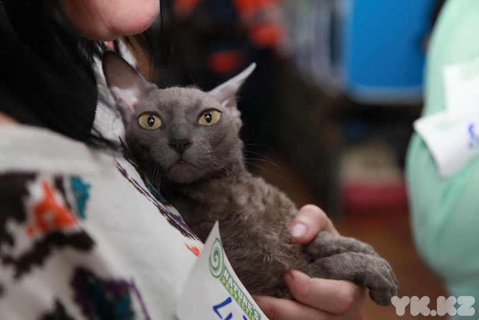 Кошкин апрель (+фото)