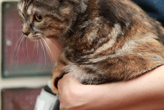 Кошкин апрель (+фото)