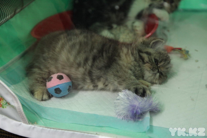 Кошкин апрель (+фото)