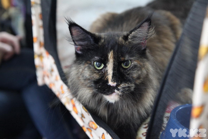 Кошкин апрель (+фото)