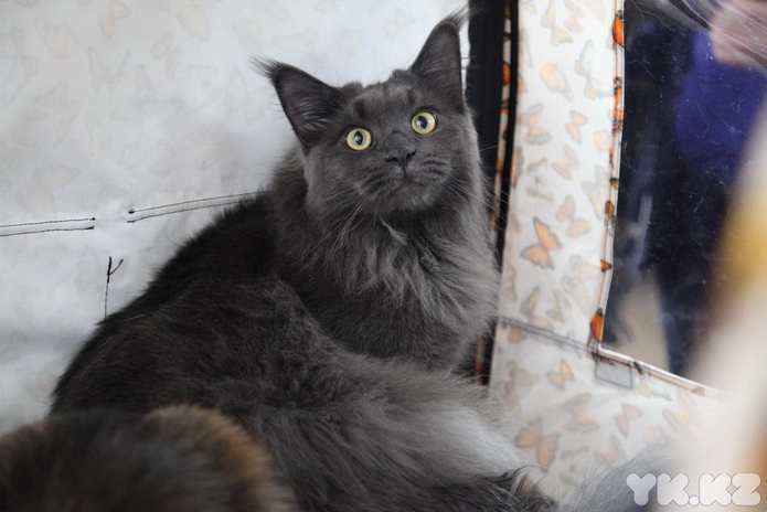 Кошкин апрель (+фото)