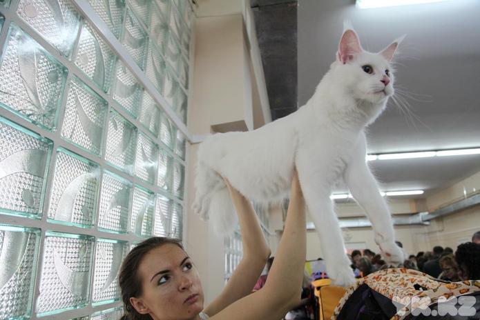 Кошкин апрель (+фото)