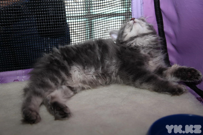 Кошкин апрель (+фото)