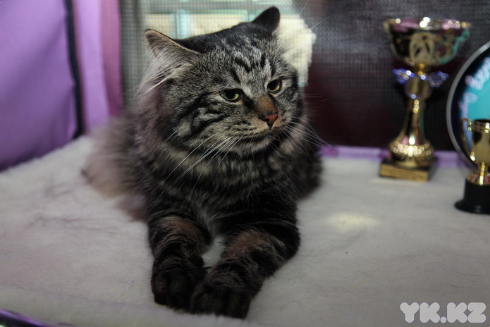 Кошкин апрель (+фото)