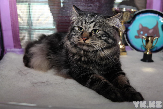 Кошкин апрель (+фото)