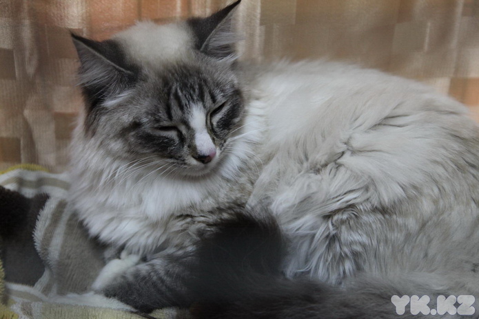 Кошкин апрель (+фото)