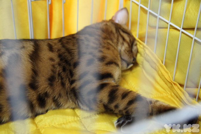 Кошкин апрель (+фото)