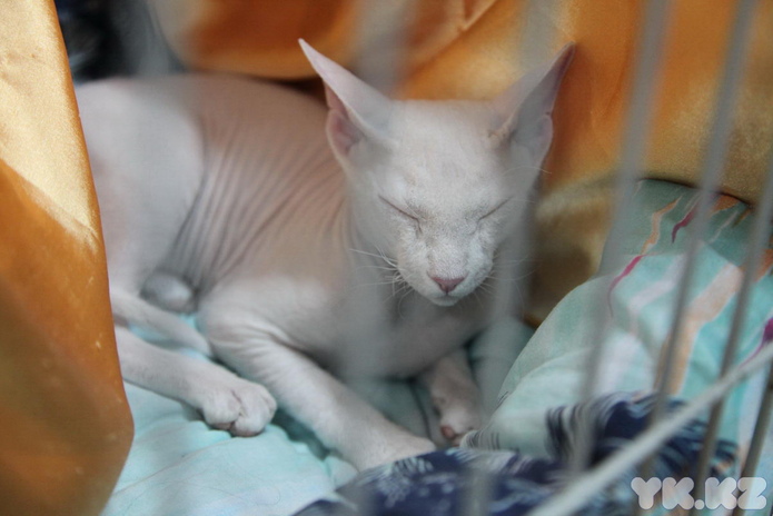 Кошкин апрель (+фото)