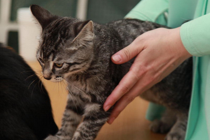 Кошкин апрель (+фото)