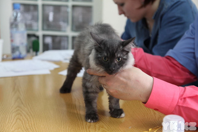 Кошкин апрель (+фото)