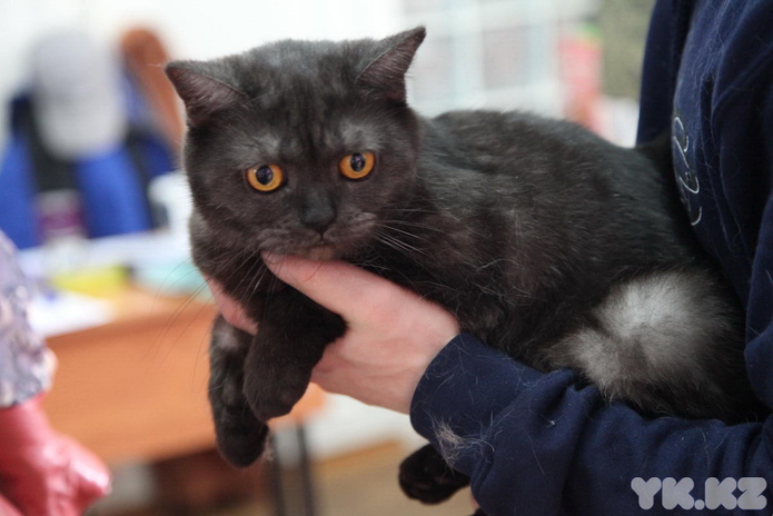 Кошкин апрель (+фото)