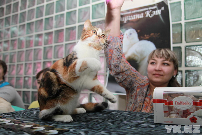 Кошкин апрель (+фото)