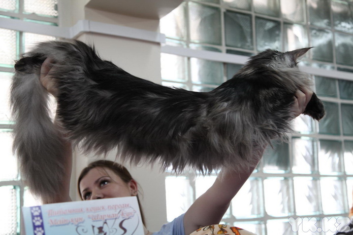 Кошкин апрель (+фото)