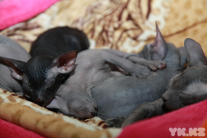 Кошкин апрель (+фото)