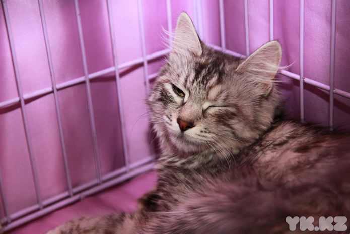 Кошкин апрель (+фото)