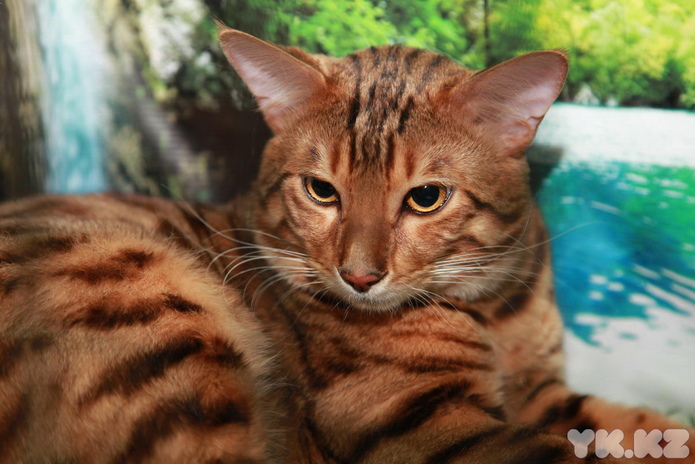 Кошкин апрель (+фото)