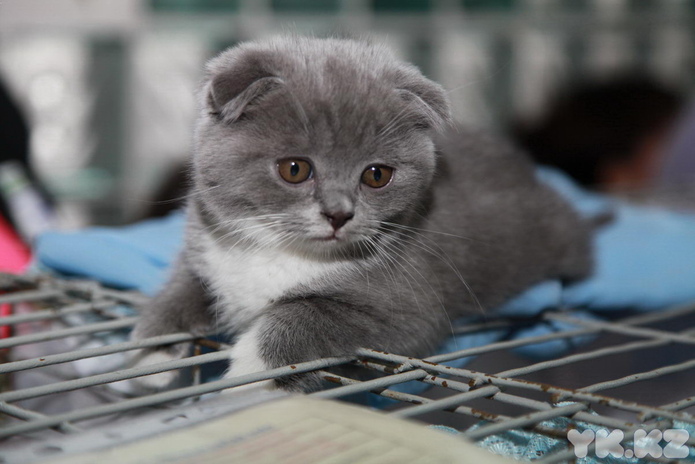 Кошкин апрель (+фото)