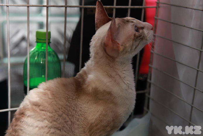 Кошкин апрель (+фото)