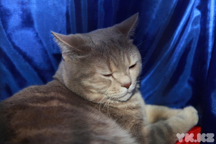 Кошкин апрель (+фото)