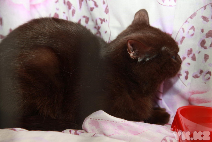 Кошкин апрель (+фото)