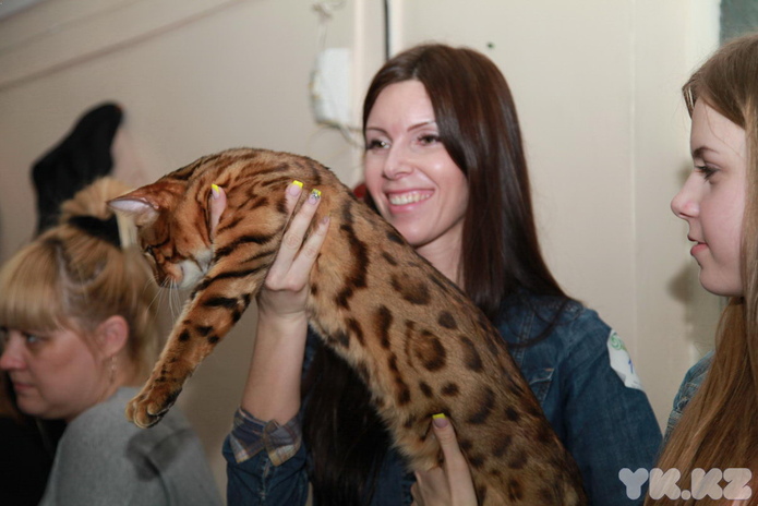 Кошкин апрель (+фото)