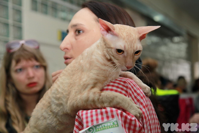 Кошкин апрель (+фото)