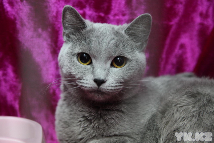 Кошкин апрель (+фото)