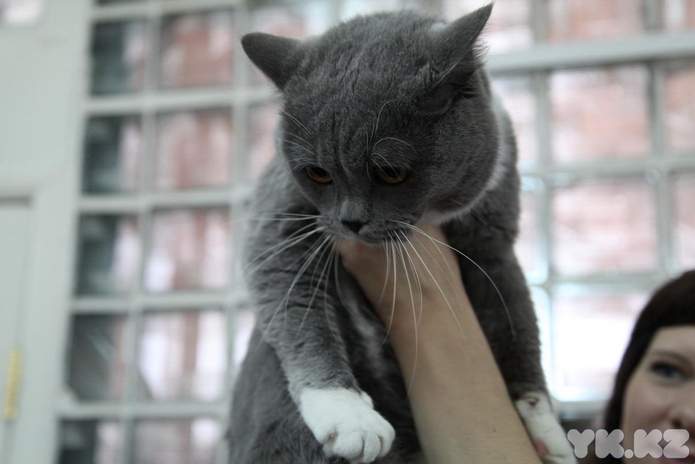 Кошкин апрель (+фото)