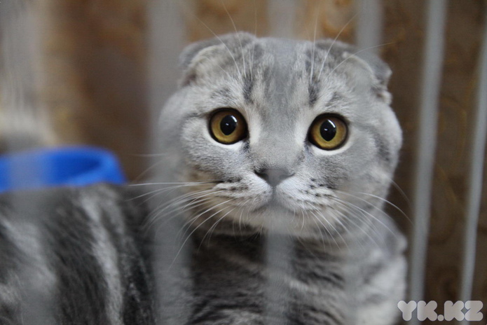 Кошкин апрель (+фото)