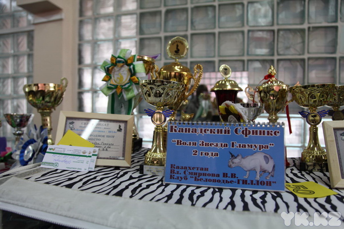 Кошкин апрель (+фото)