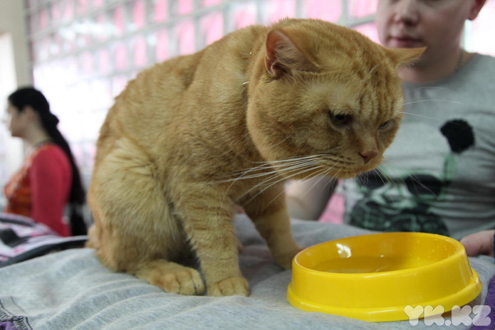 Кошкин апрель (+фото)