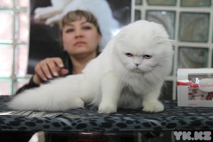 Кошкин апрель (+фото)