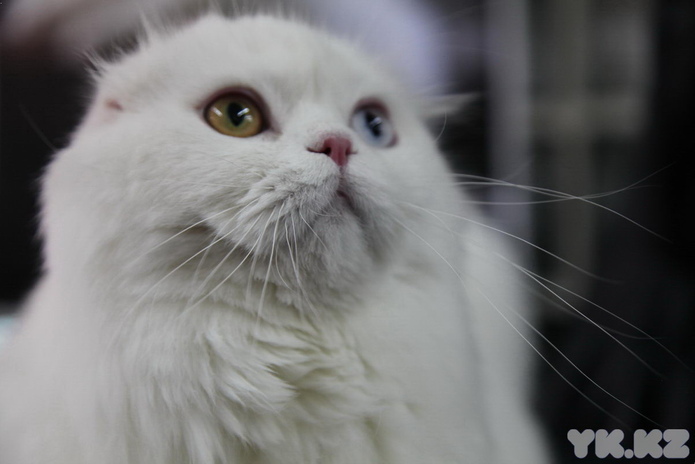 Кошкин апрель (+фото)